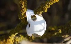 Schnecke.webp