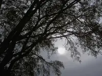 November 2009 260 v.webp