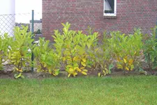 CIMG6099.webp