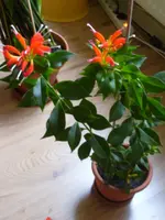 Pflanze_ganz.webp