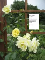 garten 013.webp