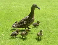 Entenfamilie v.webp