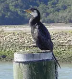 Kormoran v.webp