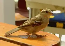 Spatz-Sperling v.webp