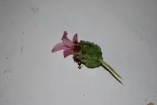 Lavendel Blüte.webp