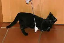 katze.webp