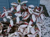 DSCN5235.webp