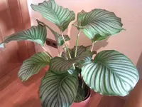 korbmarante.webp