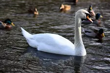 comp_IMG_3277.webp