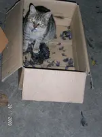 annamitdrossel.webp