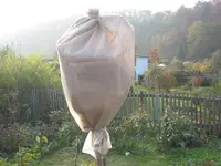 006.webp