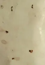 motte1.webp motte1.webp