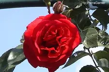 07rundbogen2.webp