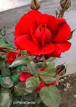 garoterose.webp