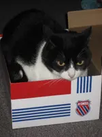 Katzen 002.webp