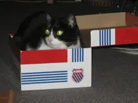 Katzen 003.webp