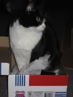 Katzen 006.webp