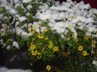 IMGP0508.webp