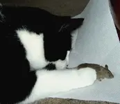 1 Maus 008 v.webp