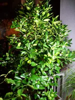 calamondin2.webp