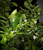 calamondin1.webp