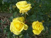 SDC11362.webp