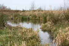 teich.webp