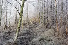 winterwald.webp