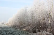 winter7.webp