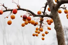 winter zierapfel.webp