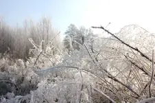 winter4.webp