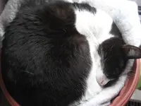 Katzen 001.webp
