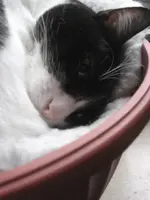 Katzen 002.webp