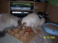 009.webp