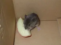 maus1.webp