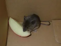 maus2.webp