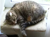 missy3.webp