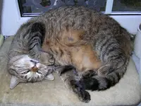 missy4.webp