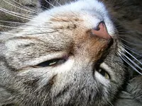 missy5.webp