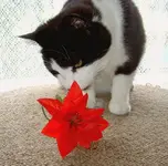 Dezember 2009 010 v.webp