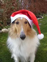 Senta Nikolaus 004.webp