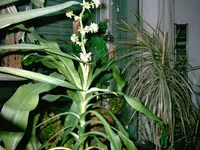 28_06_03 Yakomu_neu 005 Dracaena 640dpi.webp