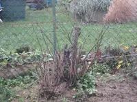 garten 09 001.webp