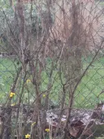 garten 09 002.webp