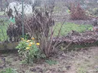 garten 09 003.webp