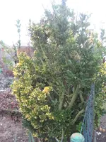 garten 09 007.webp