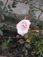 garten 09 008.webp