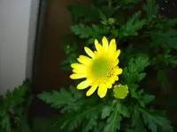 Blume.webp
