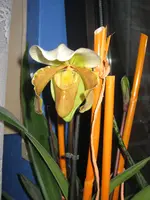 garten 09 029.webp