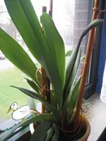 garten 09 002.webp